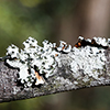 Moss on branch